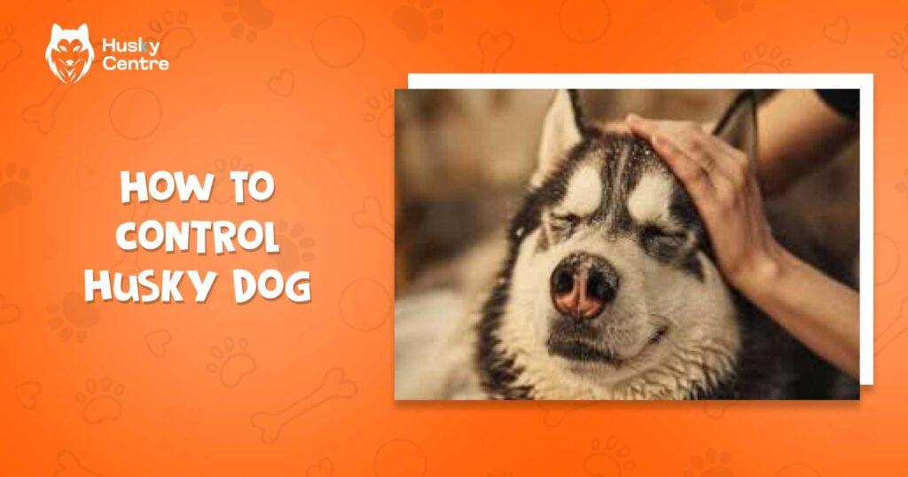 How to Control Husky Dog