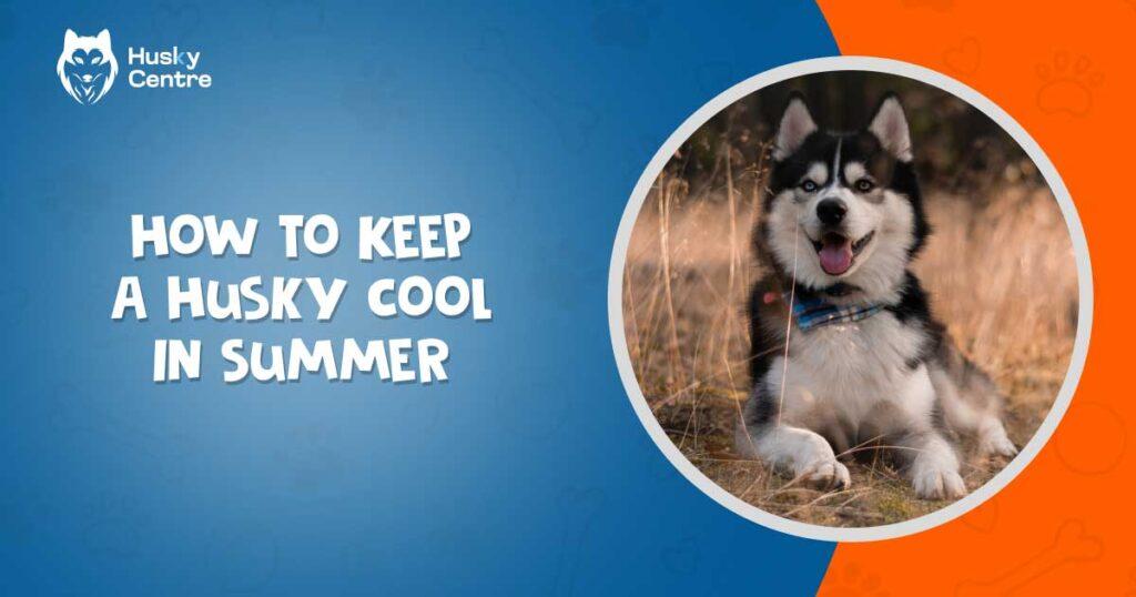 How to Keep a Husky Cool in Summer