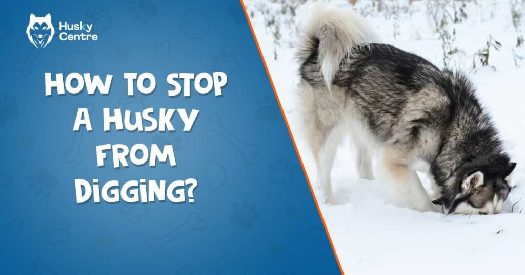 How to Stop a Husky from Digging