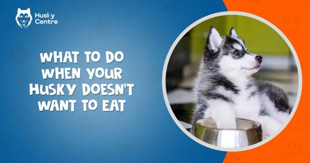 What to Do When Your Husky Doesn’t Want to Eat