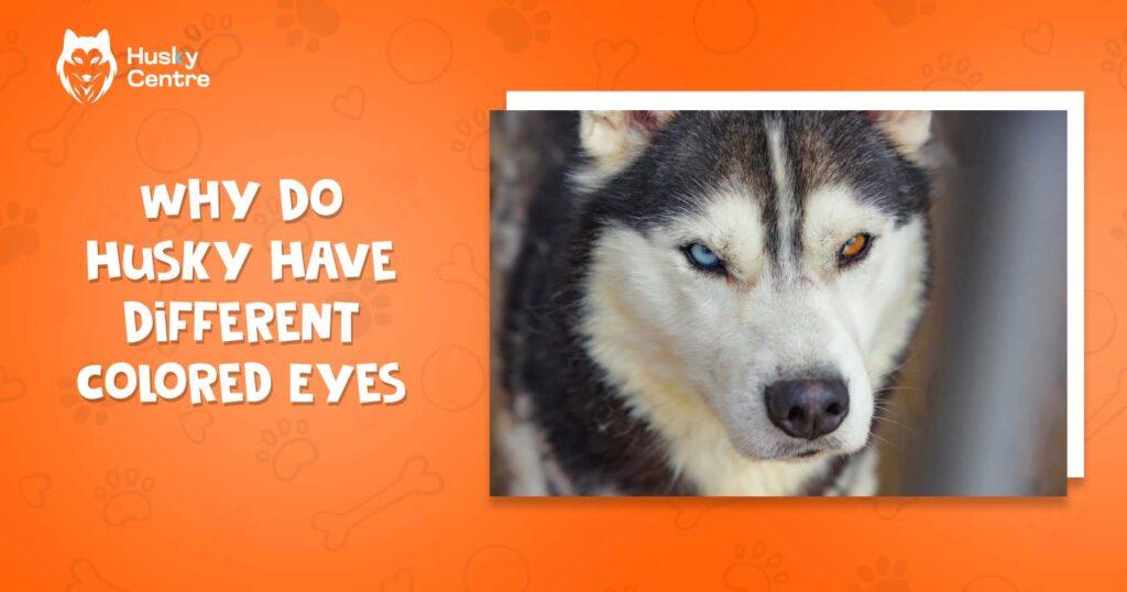 Why Do Huskies Have Different Colored Eyes