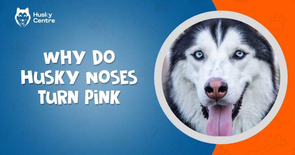 Why Do Husky Noses Turn Pink