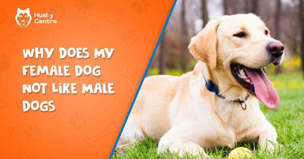 Why Does My Female Dog Not Like Male Dogs