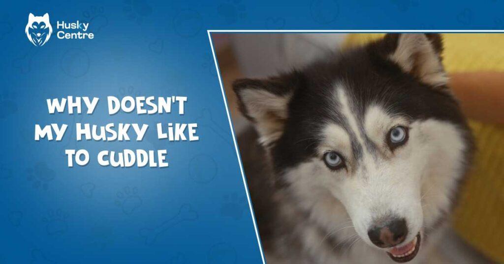 Why Doesn’t My Husky Like to Cuddle