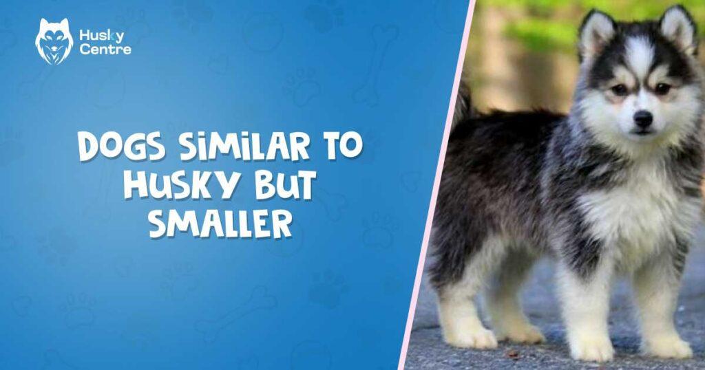 Dogs similar to Husky but smaller