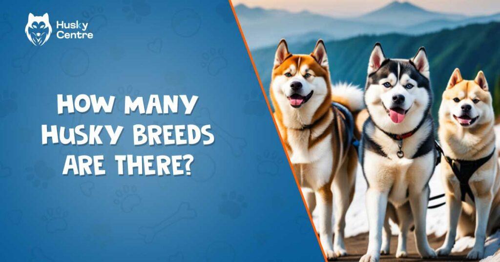 How Many Husky Breeds Are There