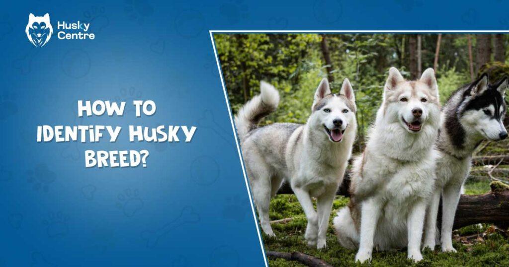 How to identify Husky breed