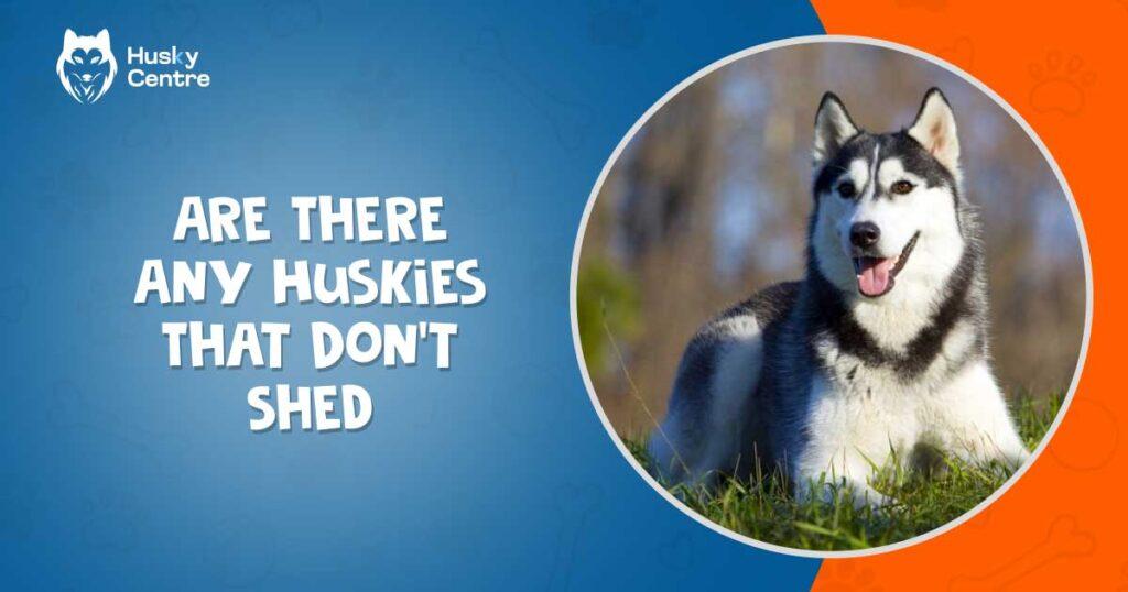 Are There Any Huskies That Don’t Shed