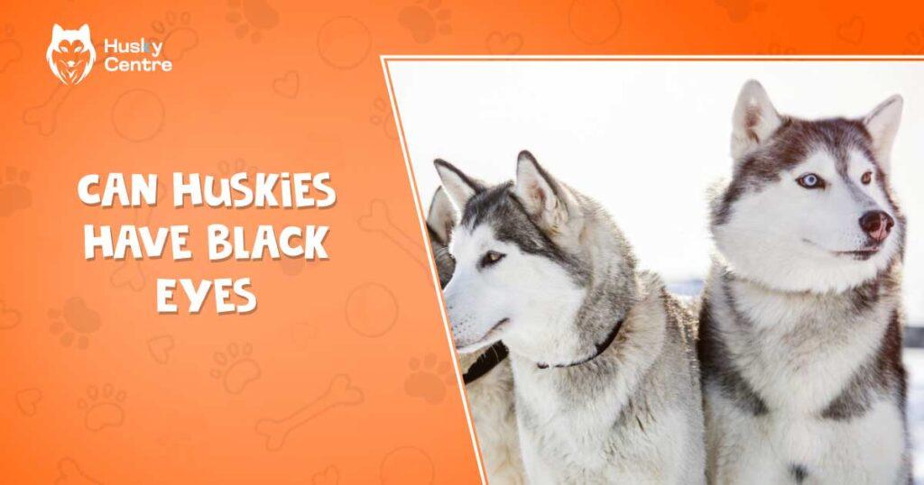 can huskies have black eyes