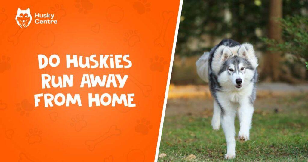 do huskies run away from home