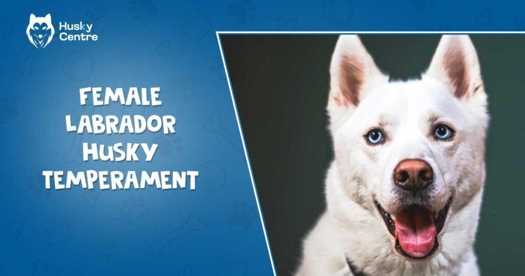 female labrador husky temperament