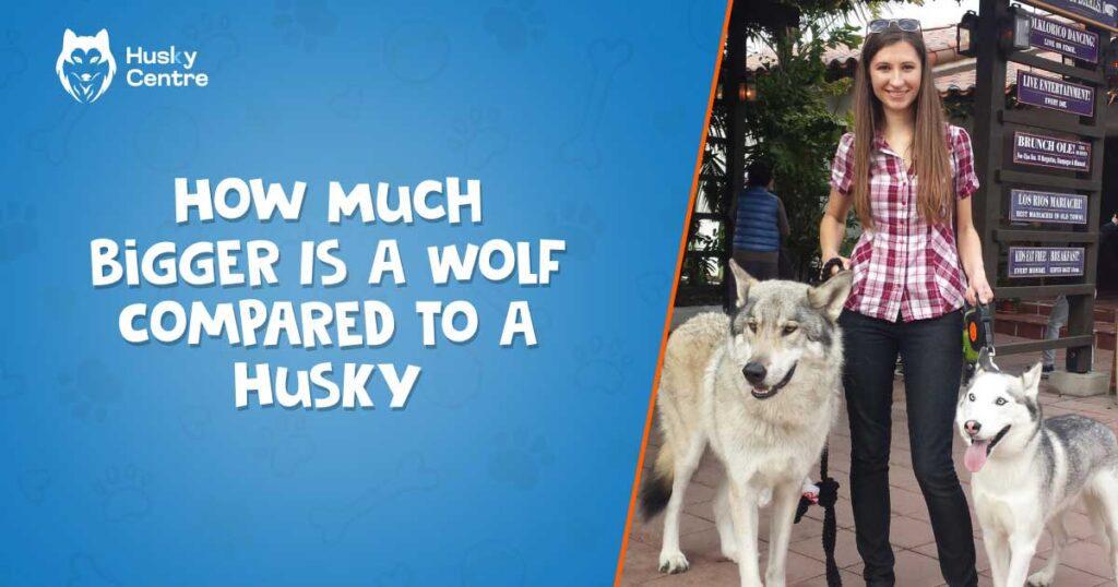 how much bigger is a wolf compared to a husky