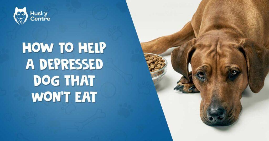 how to help a depressed dog that won't eat