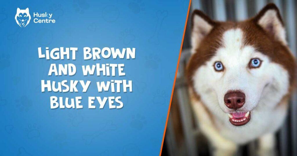 light brown and white husky with blue eyes