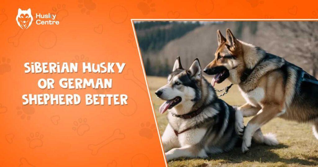 siberian husky or german shepherd better