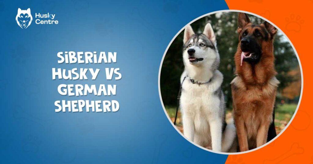 Siberian Husky Vs German Shepherd