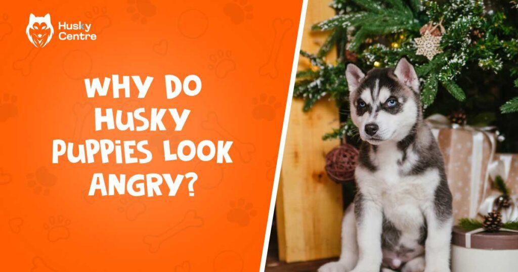 Why Do Husky Puppies Look Angry